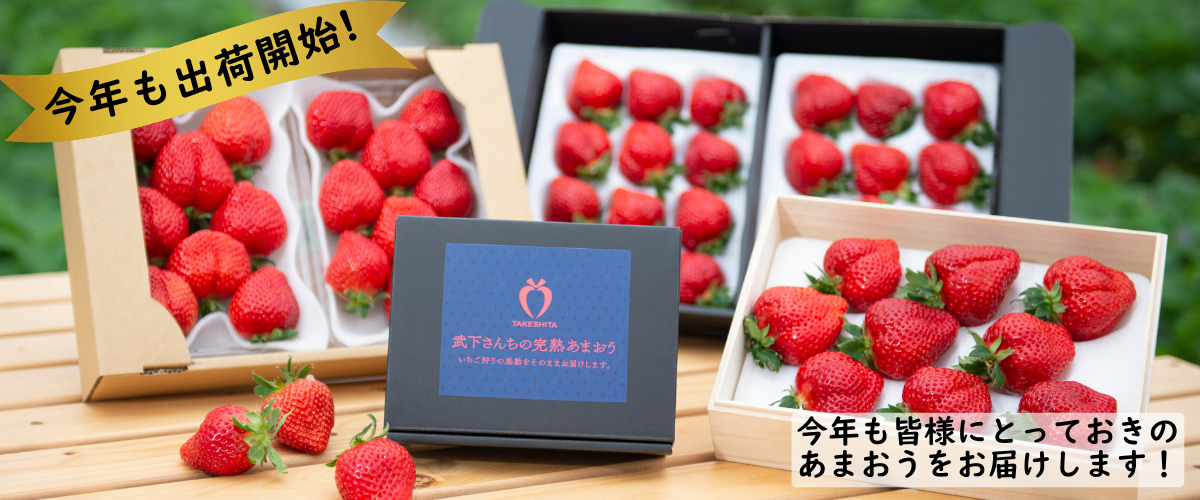 完熟あまおう今年も出荷開始