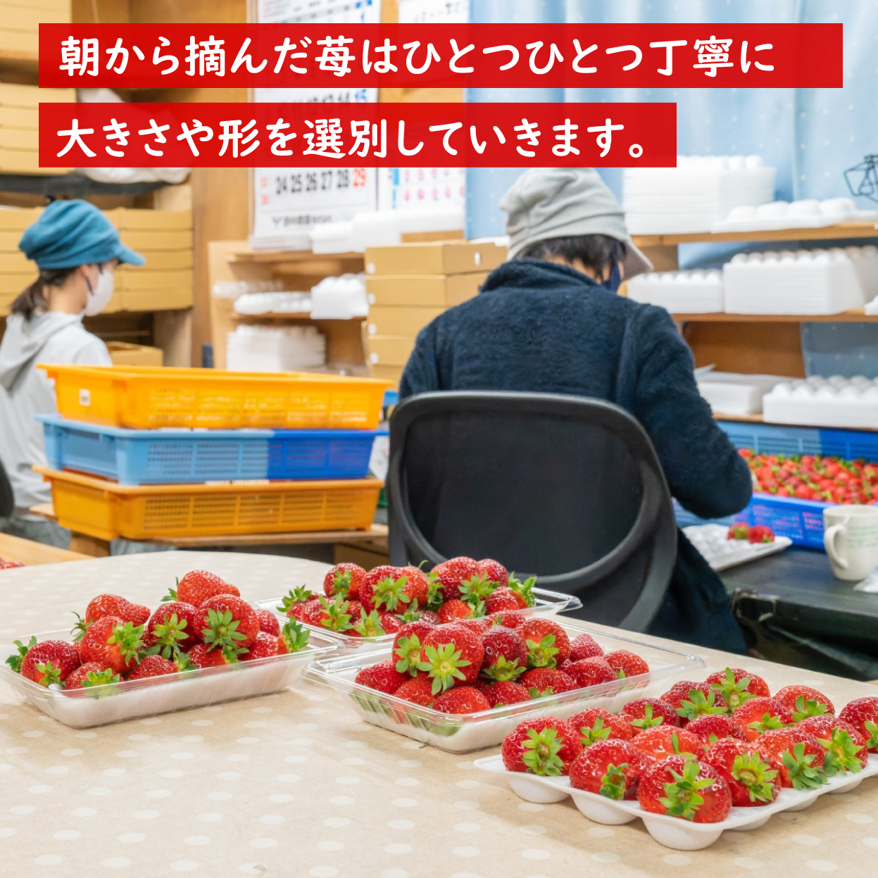楽農ファームたけしたのお得なセット いちごの通販なら楽農ファーム