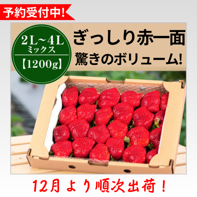 2L4LMIX1200_予約受付中