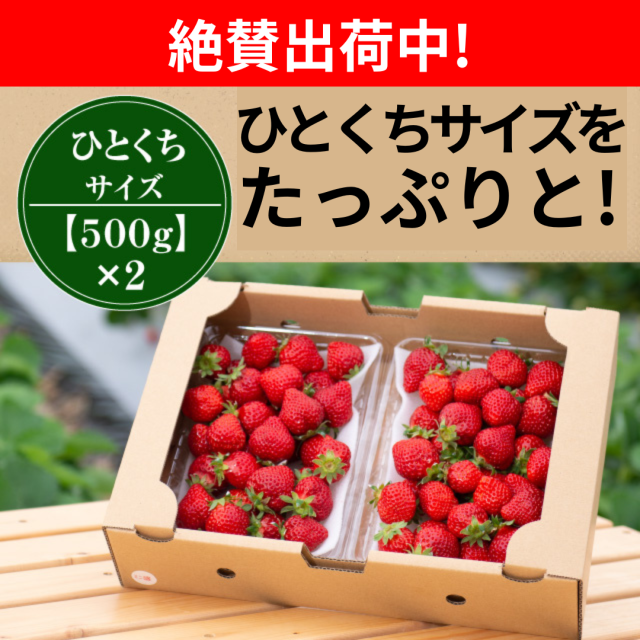 絶賛出荷中_小玉1000