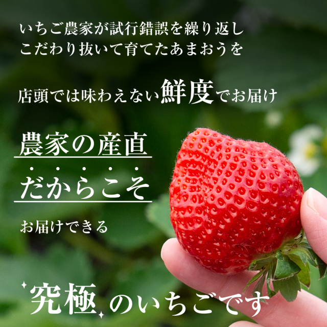 福岡の産直いちご農家 武下さんちのあまおう3Lサイズ450g ギフト