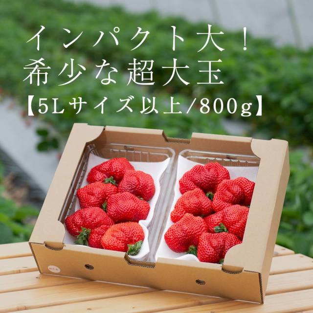 生果5L以上/800g