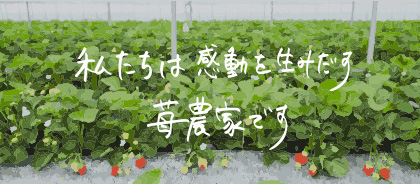 私たちは感動を生み出す苺農家です